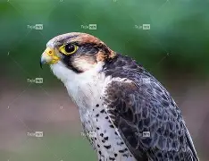 衭??潏x鹘廭璦?[匵^i爥輠€3蔅z躸璡J'嚩q瀏宪遃炽l?婬膦R?x頄乪n悪的简单介绍